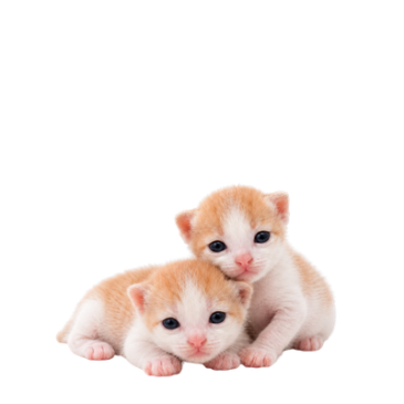 בייבי קט וחתולות מניקות