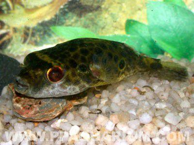 651 1
