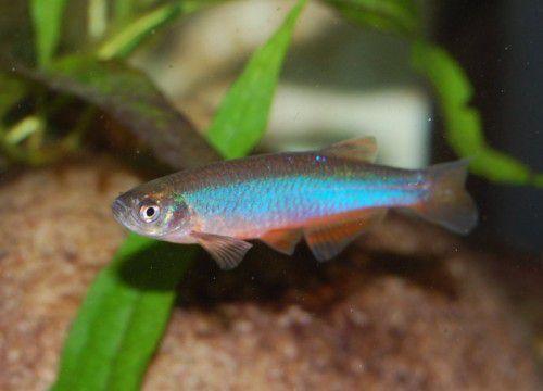 457