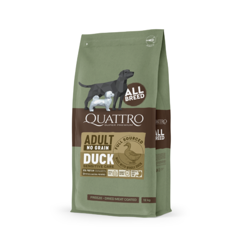 quattro duck square