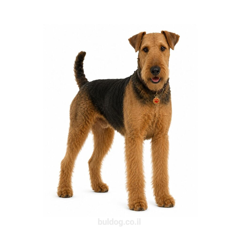 אירדייל טרייר Airedale Terrier