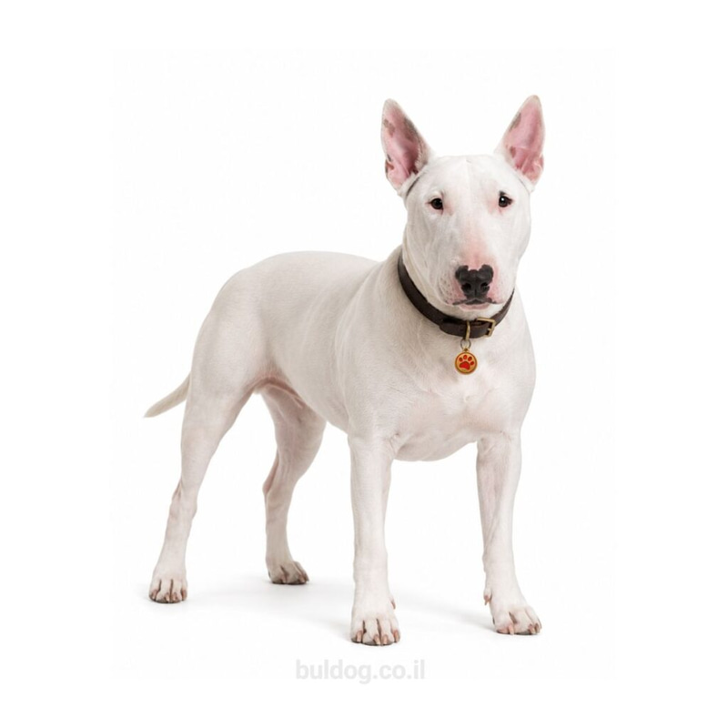 בול טרייר Bull Terrier