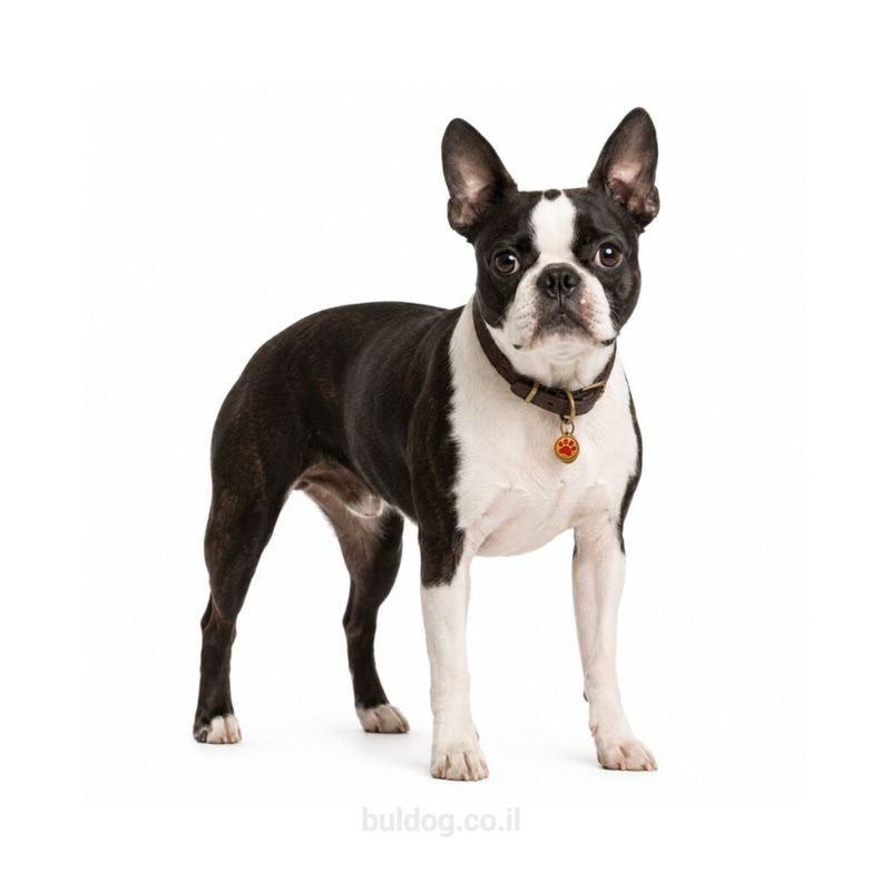 בוסטון טרייר Boston Terrier
