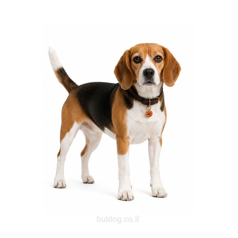 ביגל Beagle
