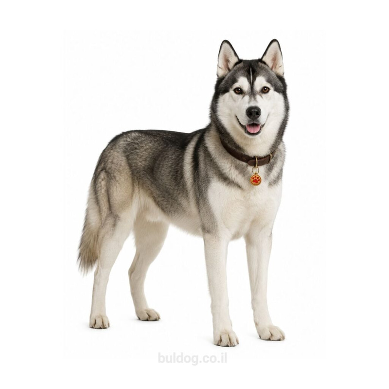 האסקי סיבירי Siberian Husky