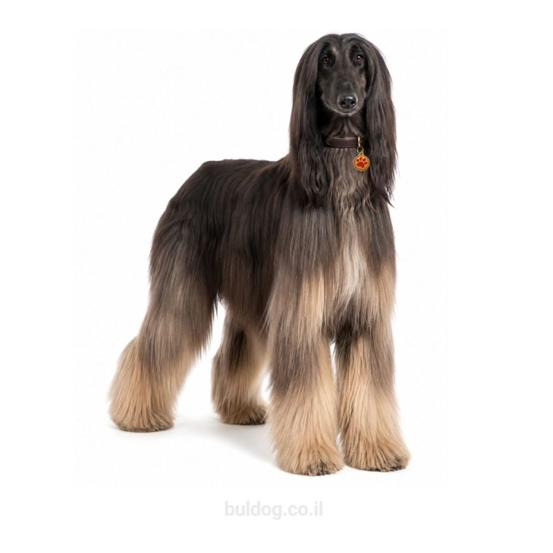 כלב אפגני Afghan Hound