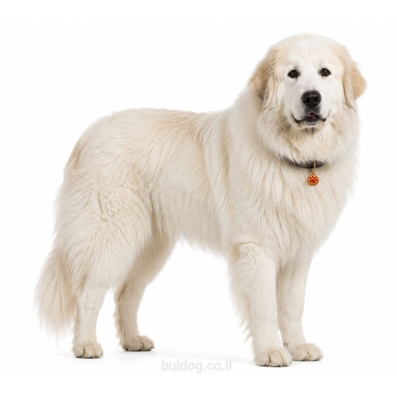 כלב הרים פירנאי Great Pyrenees