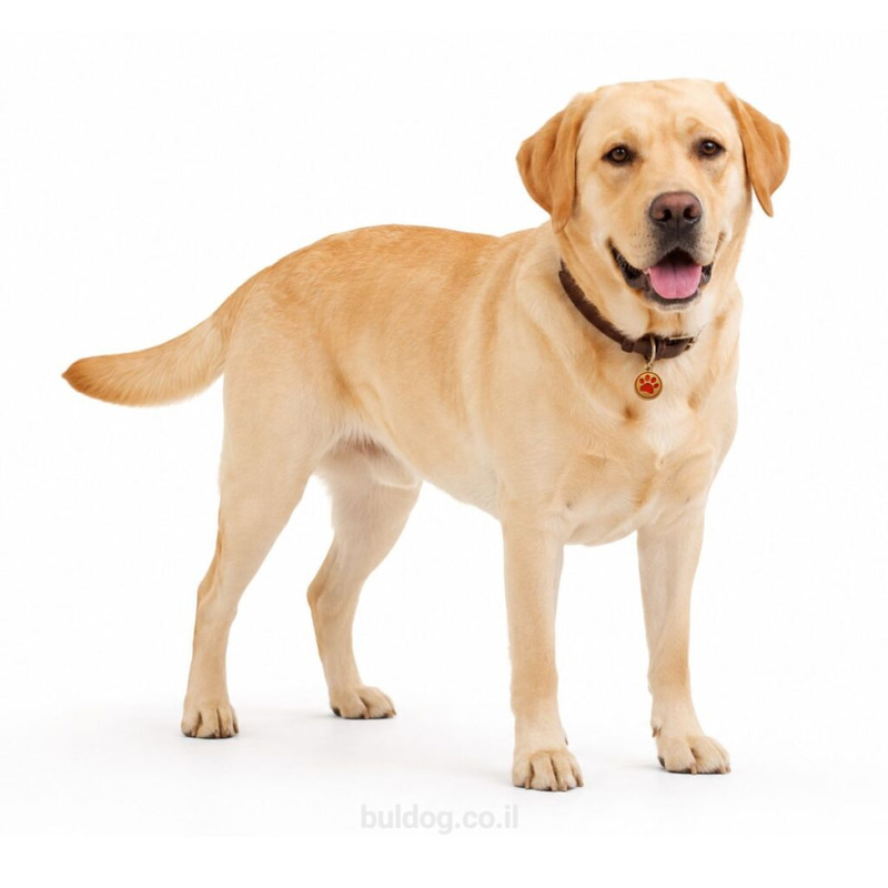 לברדור – לברדור רטריבר Labrador Retriever