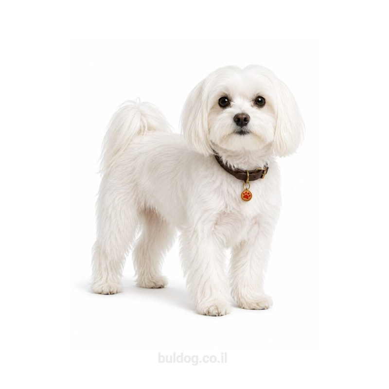 מלטז Maltese