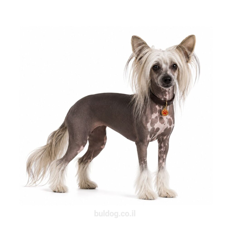 סיני מצויץ Chinese Crested Dog