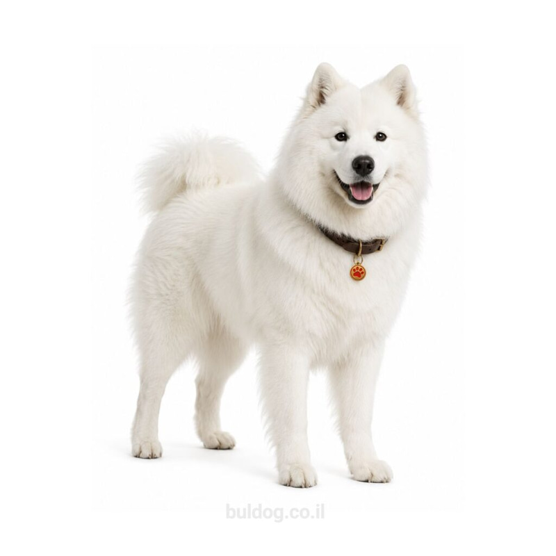 סמויד Samoyed