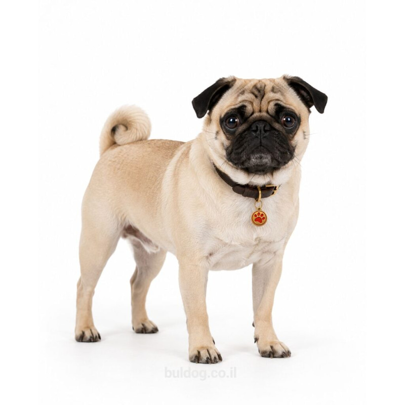 פאג Pug