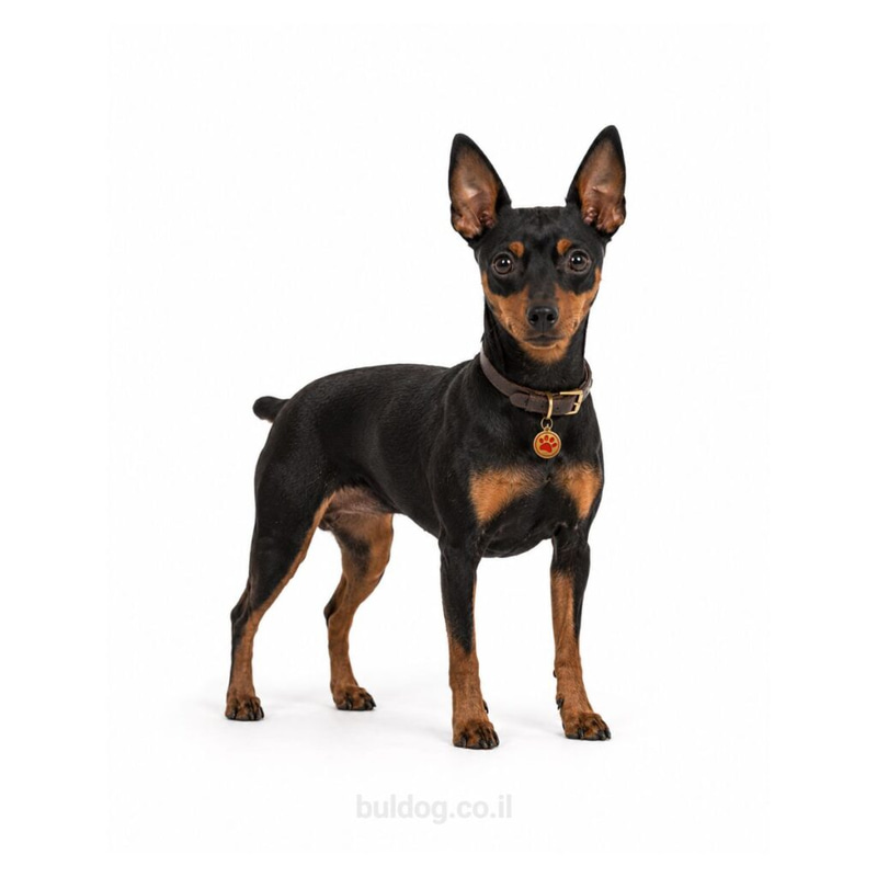 פינצ’ר – פינצ’ר ננסי Miniature Pinscher