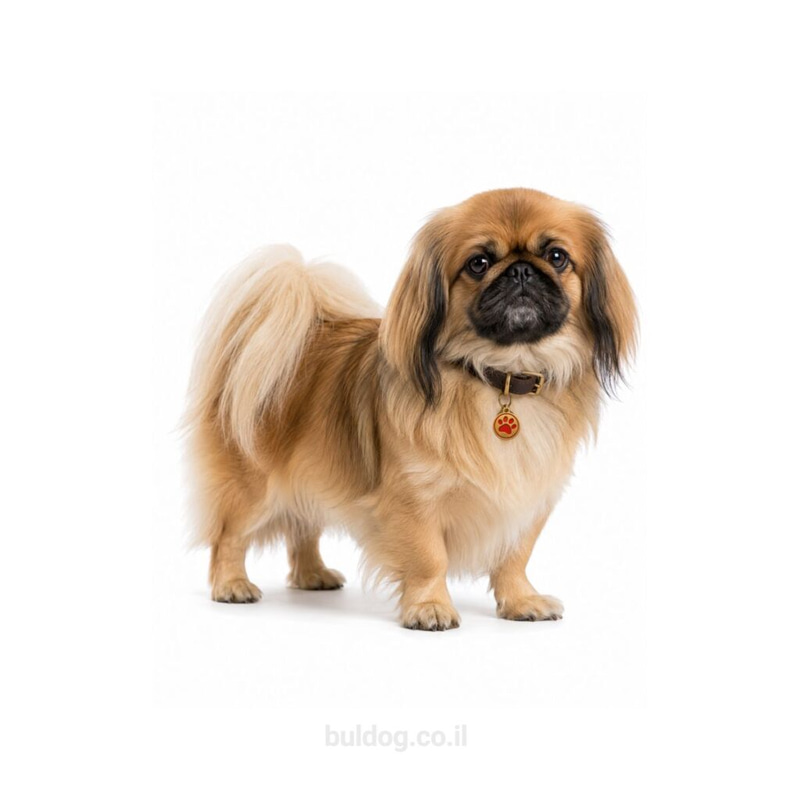 פקינז Pekingese