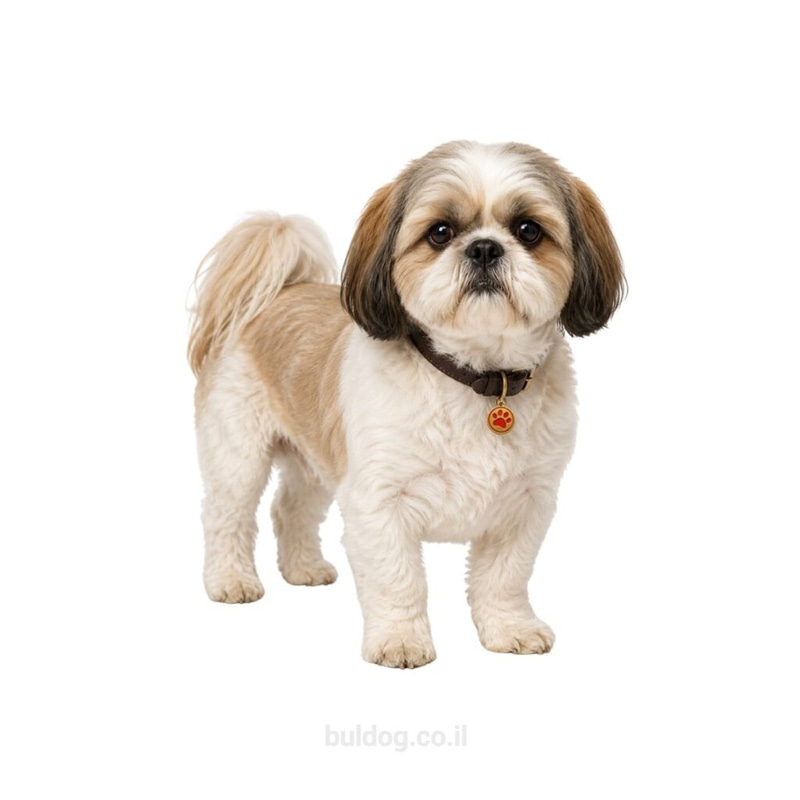 שיצו Shih Tzu