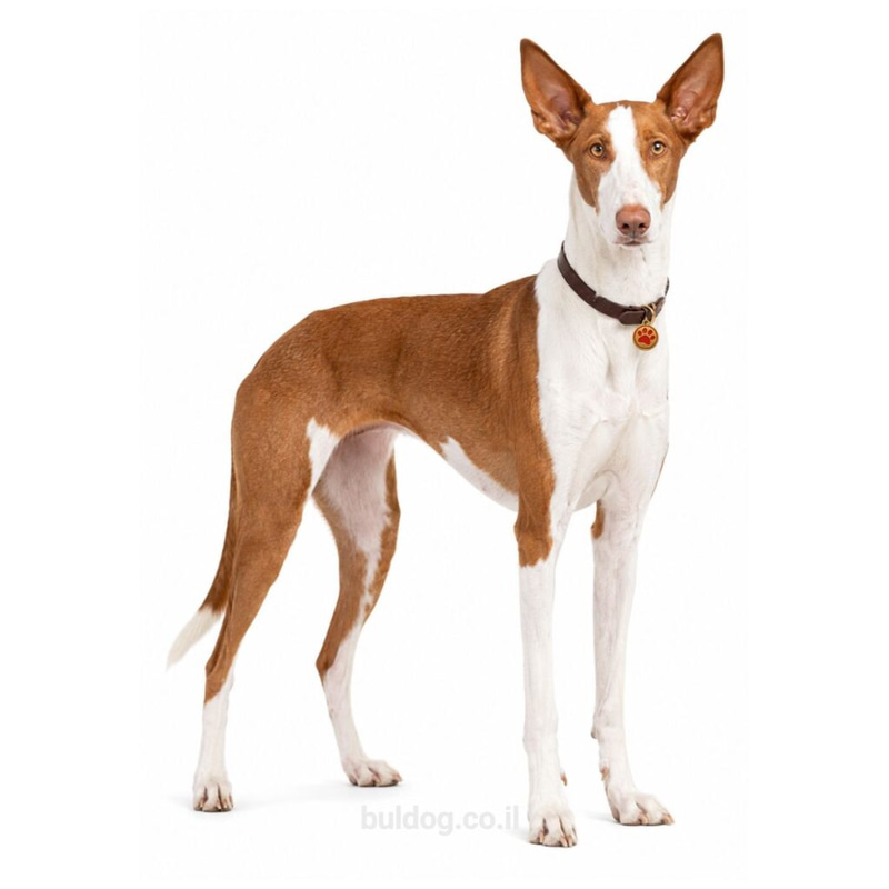 איביזן האונד Ibizan Hound