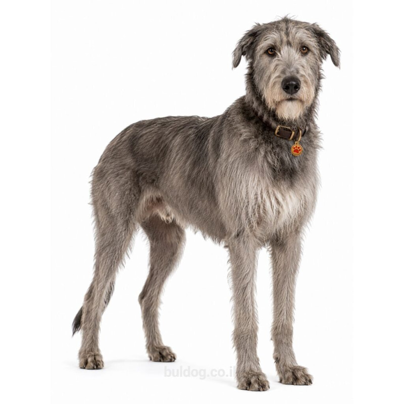 אייריש וולפהאונד Irish Wolfhound