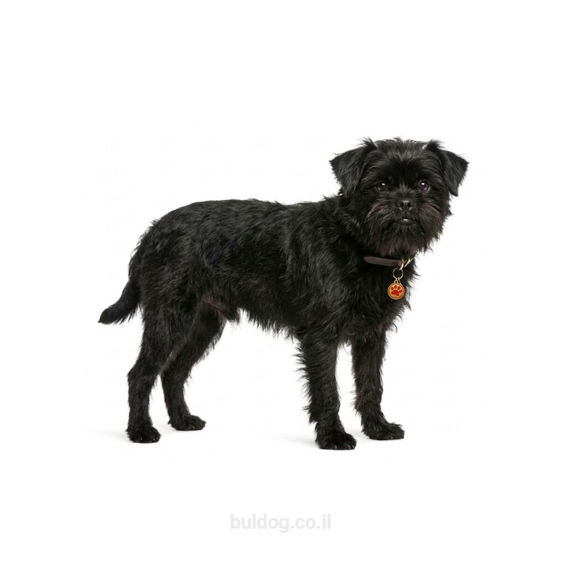 אפנפינצ'ר Affenpinscher