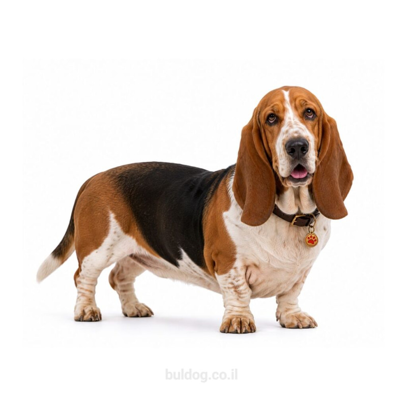 באסט האונד Basset Hound