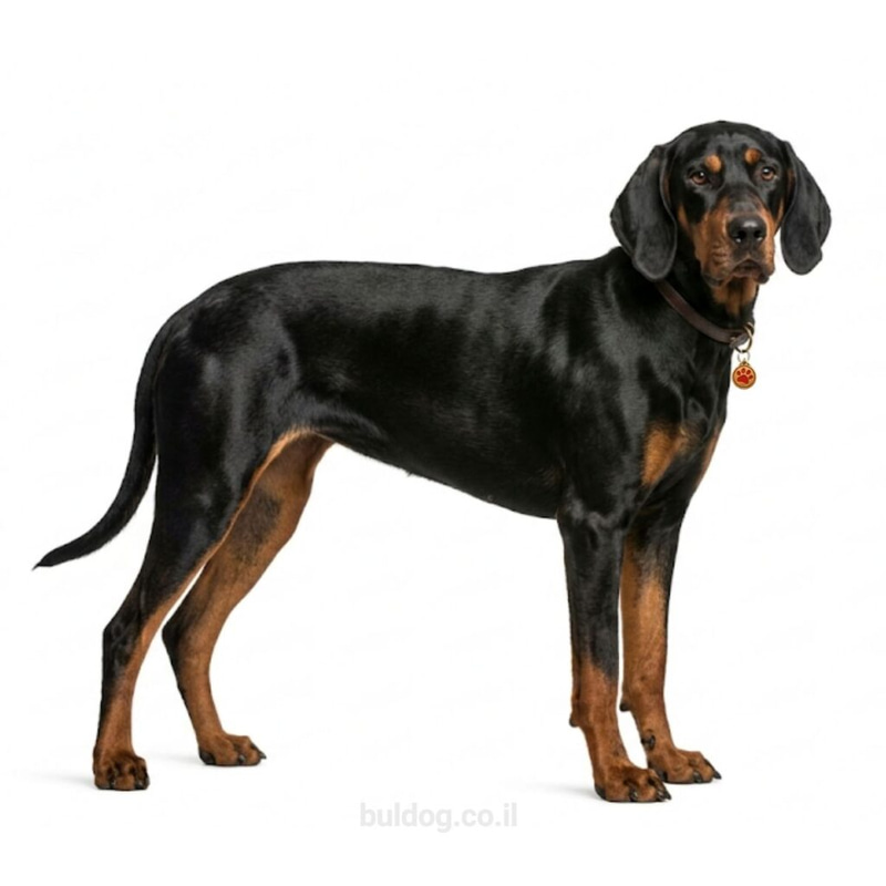 בלאק אנד טן קונהאונד Black and Tan Coonhound