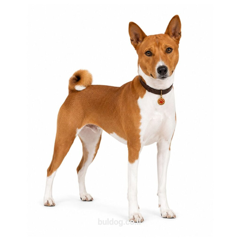 בסנג'י Basenji