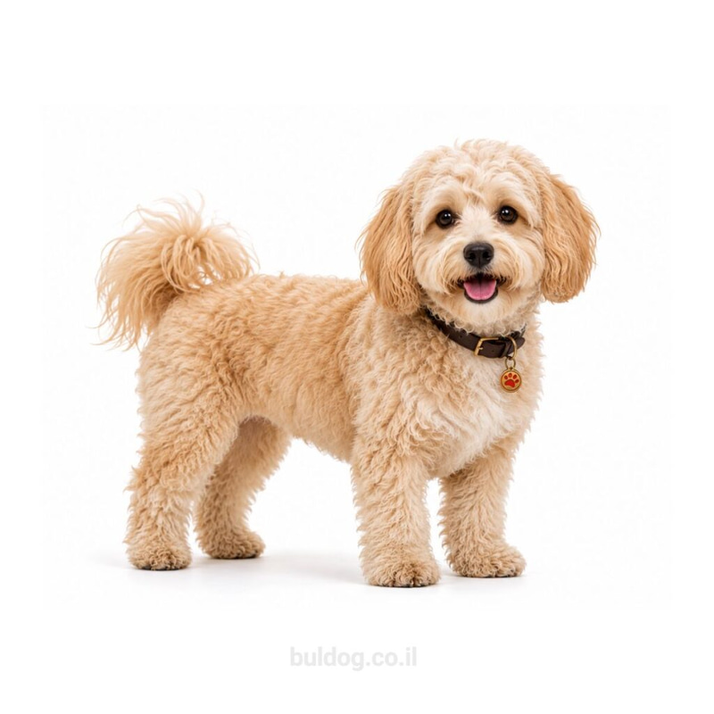 מלטיפו Maltipoo