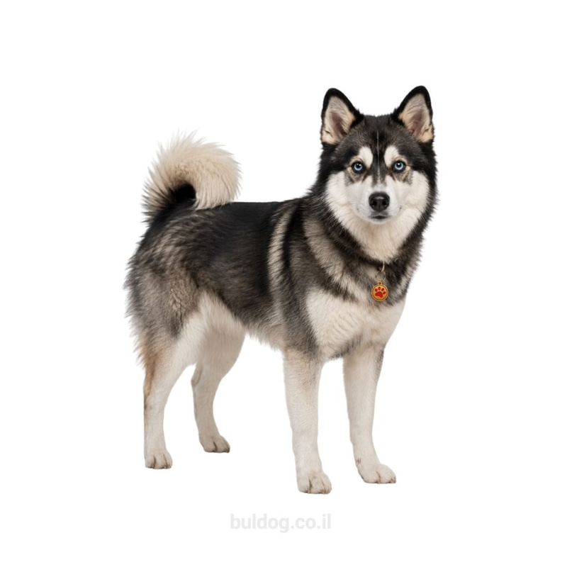 פומסקי Pomsky