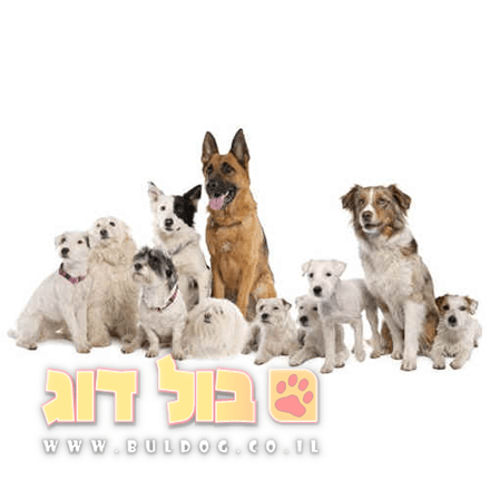 איך להתאים מזון לפי גיל הכלב ומשקלו