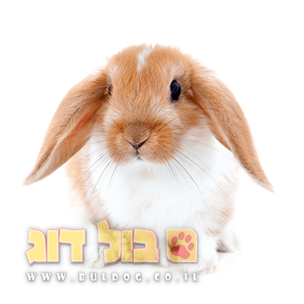 הנחיות כלליות לגידול ארנבון ארנב ארנבת