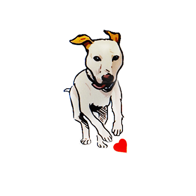 חנות חיות בולדוג אילוף כלבים