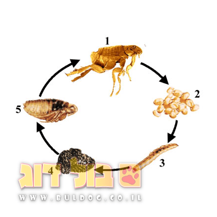 מדריך זהירות טפילים פרעושים
