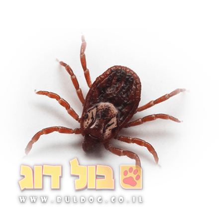 מדריך זהירות טפילים קרציות