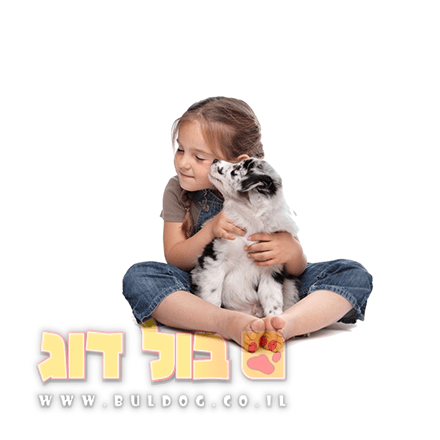מדריך כלב חדש בבית המפגש עם בני הבית