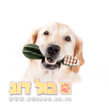 מדריך תחזוקה שוטפת של שיני הכלב