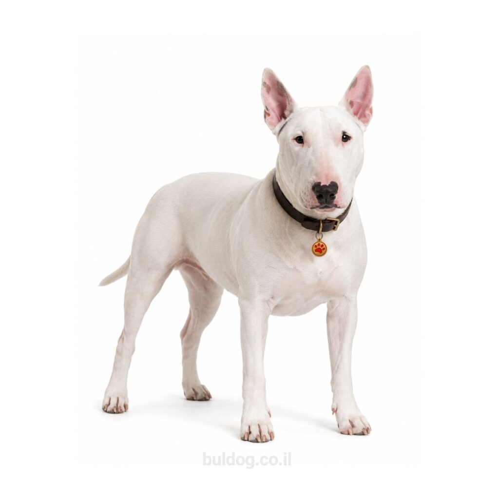 בול טרייר Bull Terrier