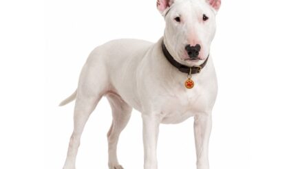 בול טרייר Bull Terrier