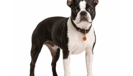 בוסטון טרייר Boston Terrier