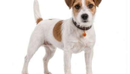 ג’ק ראסל טרייר Jack Russell Terrier