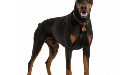 דוברמן Dobermann