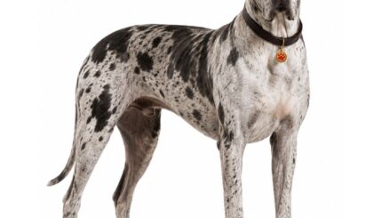 דני ענק Great Dane
