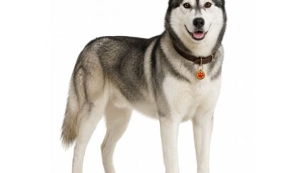 האסקי סיבירי Siberian Husky