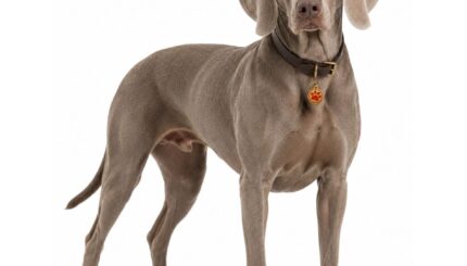 ויימרנר weimaraner