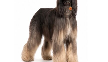 כלב אפגני Afghan Hound