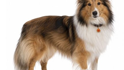 כלב רועים שלטי Shetland Sheepdog