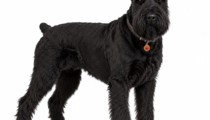 כלב שנאוצר ענק Giant Schnauzer (Riesenschnauzer)