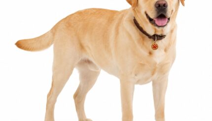 לברדור – לברדור רטריבר Labrador Retriever