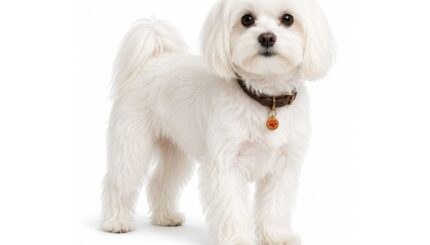 מלטז Maltese