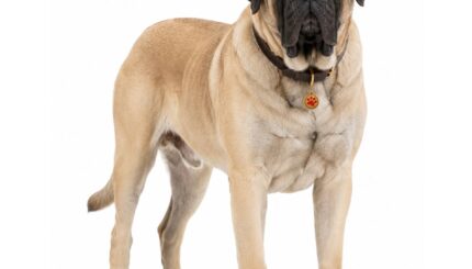 מסטיף אנגלי English Mastiff