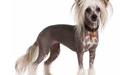 סיני מצויץ Chinese Crested Dog