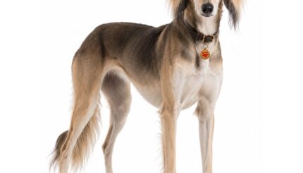 סלוקי Saluki